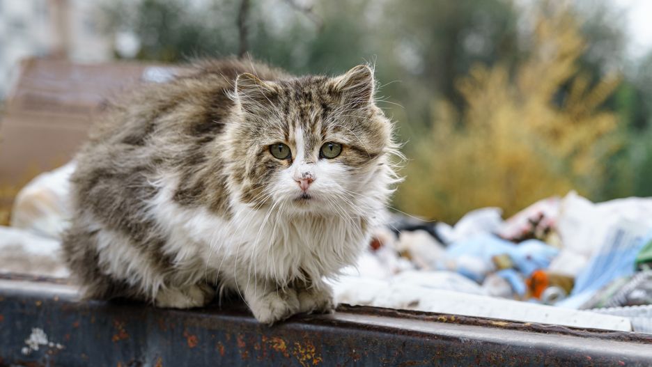 stray cats search for food in a dumpster
stray cats search for food in a dumpster
oleg saenco
cat, stray, homeless, animal, garbage, food, dumpster, trash, look, search, control, unhealthy, sad, eat, dirt, domestic, kitty, hungry, dirty, abandoned, outdoor, street, kitten, fur, litter, pet, city, waste, container, feline, dump, alone, rubbish, bin, ill, sick, bad, poor, unhappy, cat, stray, homeless, animal, garbage, food, dumpster, trash, look, search, control, unhealthy, sad, eat, dirt, domestic, kitty, hungry, dirty, abandoned, outdoor, street, kitten, fur, litter, pet, city, waste, container, feline, dump, alone, rubbish, bin, ill, sick, bad, poor, unhappy
