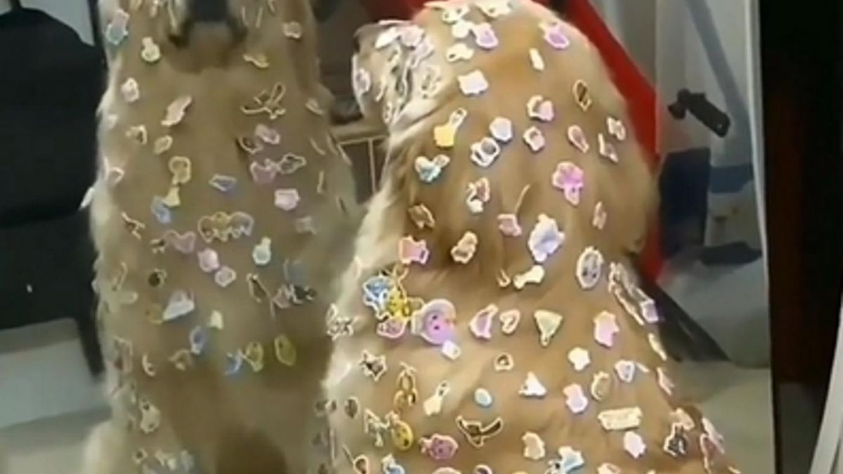 Dziewczynka obkleiła swoje psy naklejkami. "Pies to nie zabawka!"