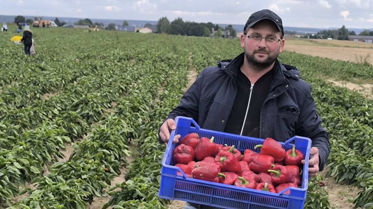 Rolnik zaprasza na samozbiory warzyw. Papryka od 1 zł