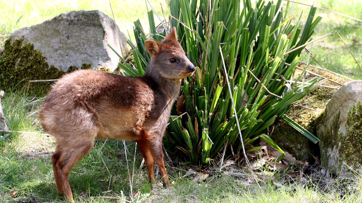 Pudu 
