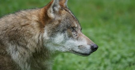 Polacy walczą z wilkami. GDOŚ zabiera głos