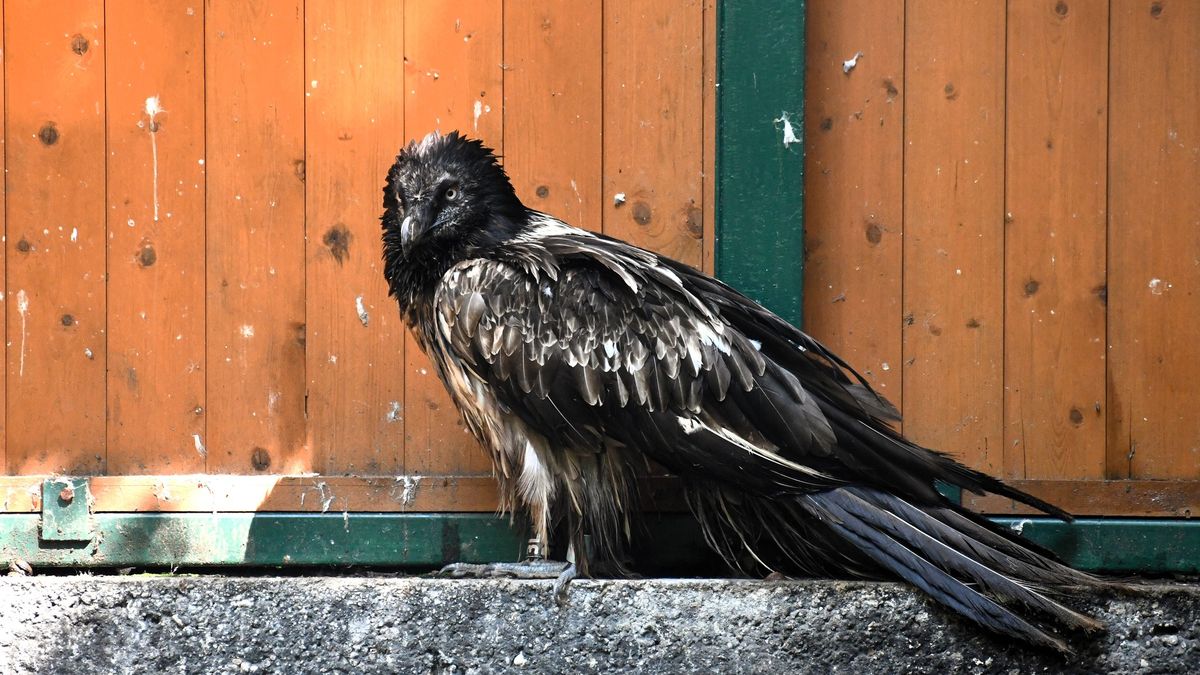 Orłosęp trafił do poznańskiego zoo