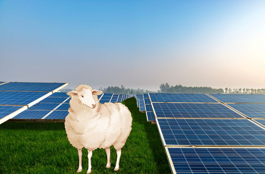 Farmy fotowoltaniczne "zatrudniają" owce do koszenia trawy.