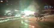 Obchody nowego chińskiego roku. To zastosowanie robopsa zadziwia