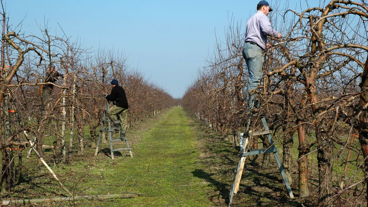 Sadownicy zaczynają prace już zimą 