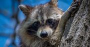 Będzin: Inwazja szopów w woj. śląskim? Nadleśnictwo ostrzega przed szkodnikami, które mnożą się na potęgę. To nie są milusie misie. Są zagrożeniem