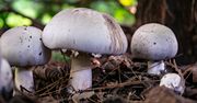 Trująca pieczarka. Pod żadnym pozorem nie zrywaj w lesie