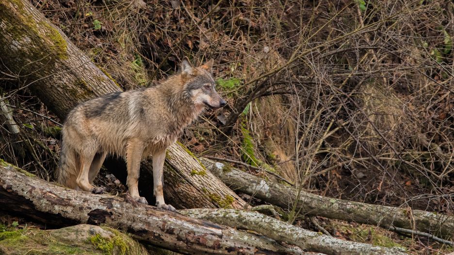 Po polskiej stronie Karkonoszy żyje kilkanaście wilków