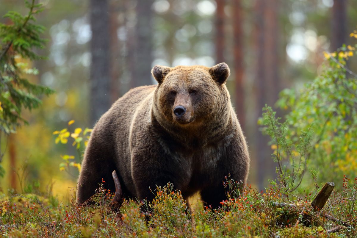 Władze parku Yellowstone przestrzegają, że niedźwiedzie mogą być agresywne