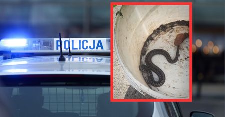 Usłyszał syczenie w piwnicy. "Odnalazł nieproszoną lokatorkę"