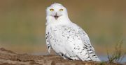 Rzadka sowa śnieżna widziana w Kuwejcie. Wygląda majestatycznie!