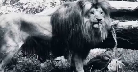 Wrocław. Żałoba w ZOO. Nie żyje Miombo