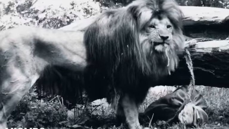 Wrocław. Żałoba w ZOO. Nie żyje Miombo