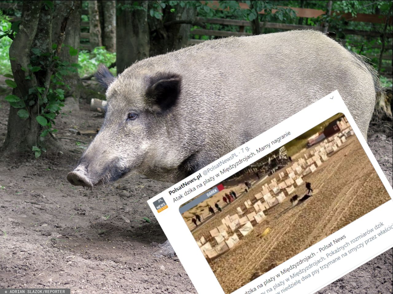 Dzik na plaży w Międzyzdrojach (screen: polsatnews.pl)