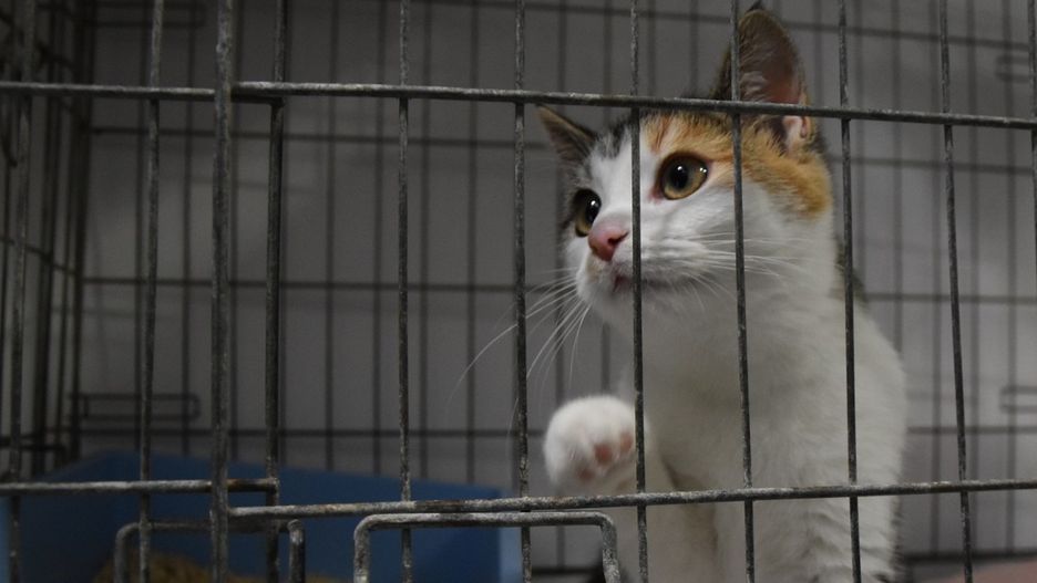 Zobacz zmiany w Schronisku dla Zwierząt w Zielonej Górze