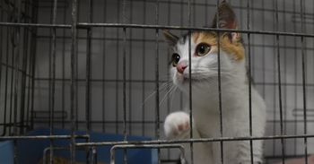 Zielona Góra: Przyjdź po mruczka do schroniska. Właśnie poprawiły się warunki