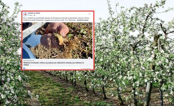 Mróz do –10 st. C uderzył w sady. Ta noc może zmienić wszystko