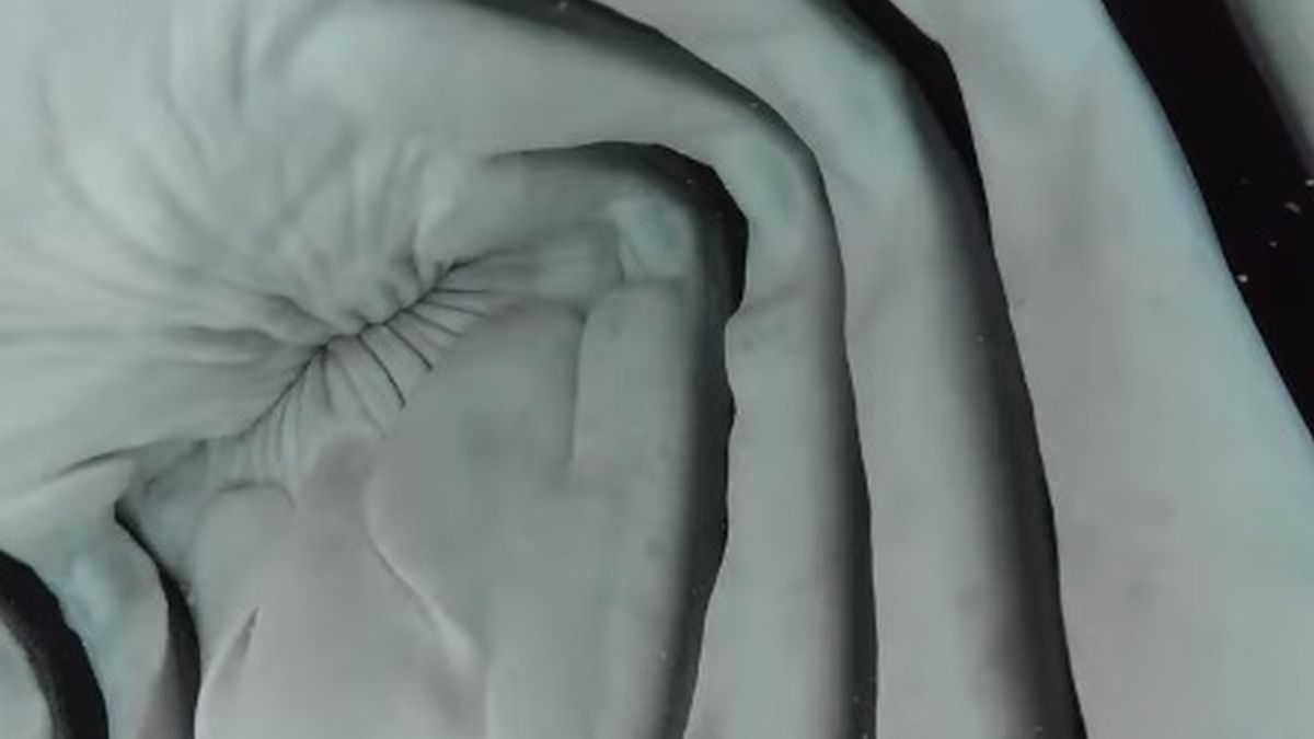 Rekin spałaszował nagrywającą go kamerę 