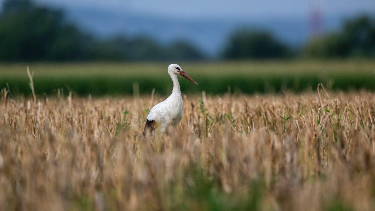 Stubno, 04.08.2025. Bocian biały (Ciconia ciconia) w Stubnie, 4 bm. Zdaniem ornitologów lada dzień bociany odlecą ? stanie się to około dwa, trzy tygodnie szybciej, niż zwykle. (sko) PAP/Darek Delmanowicz