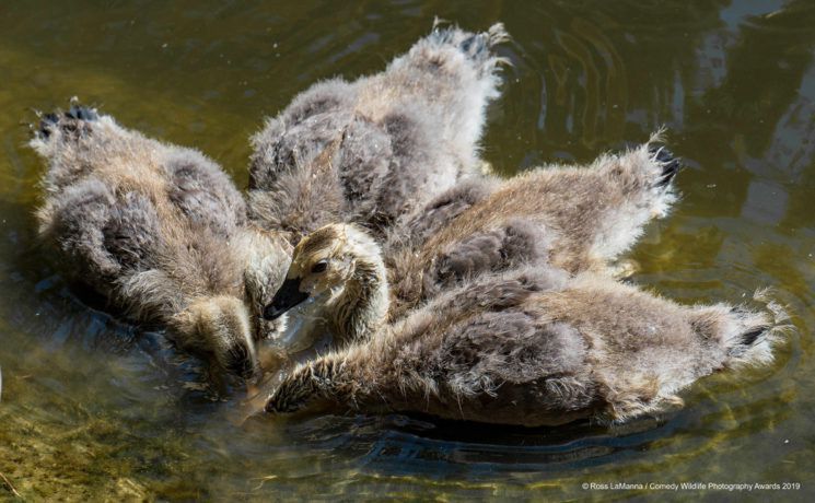 Najśmieszniejsze zwierzęta w konkursie Comedy Wildlife Photography Awards 2019 4