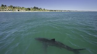 7 najniebezpieczniejszych plaż na świecie. Ataki rekinów i promieniowanie to dopiero początek