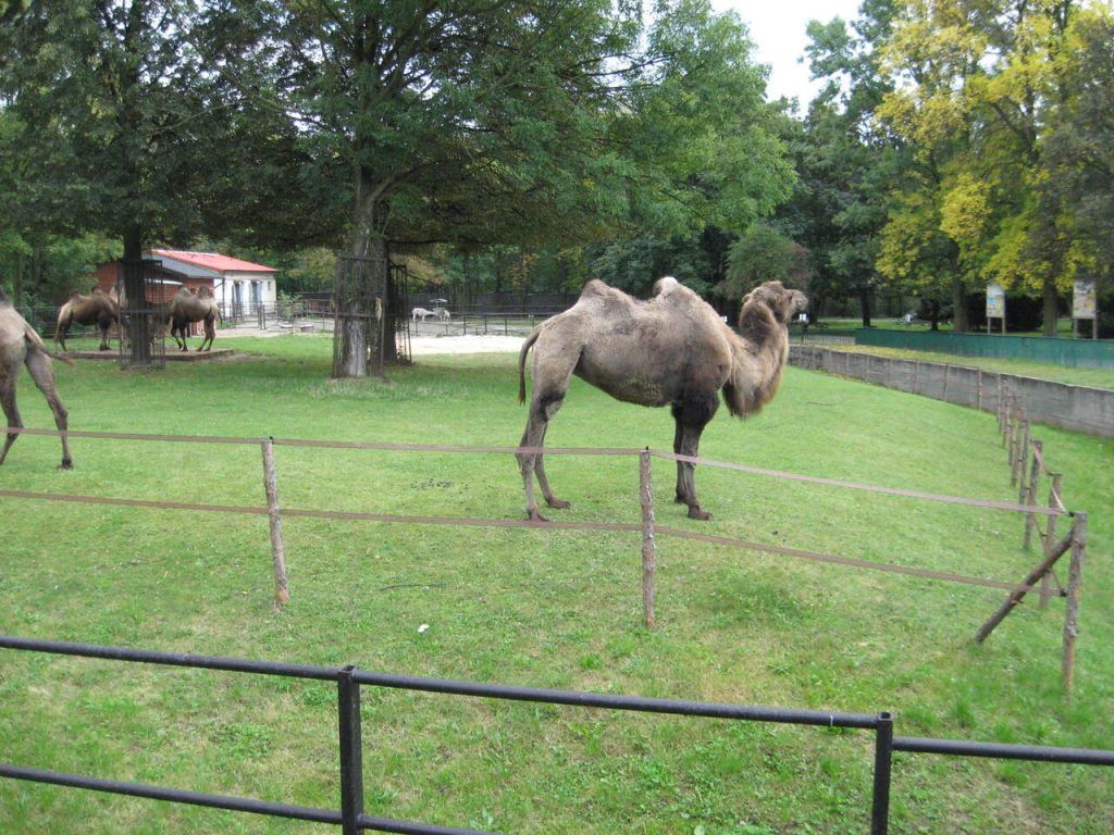 Śląski Ogród Zoologiczny w Chorzowie