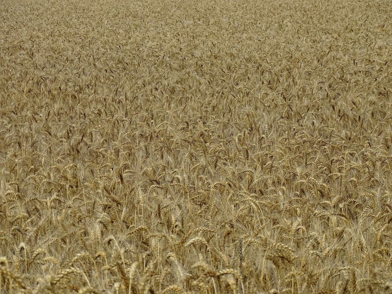 Jeszcze sieją, a już po terminie. Eksperci wskazują granicę ryzyka