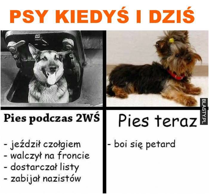 Psy kiedyś vs psy dziś