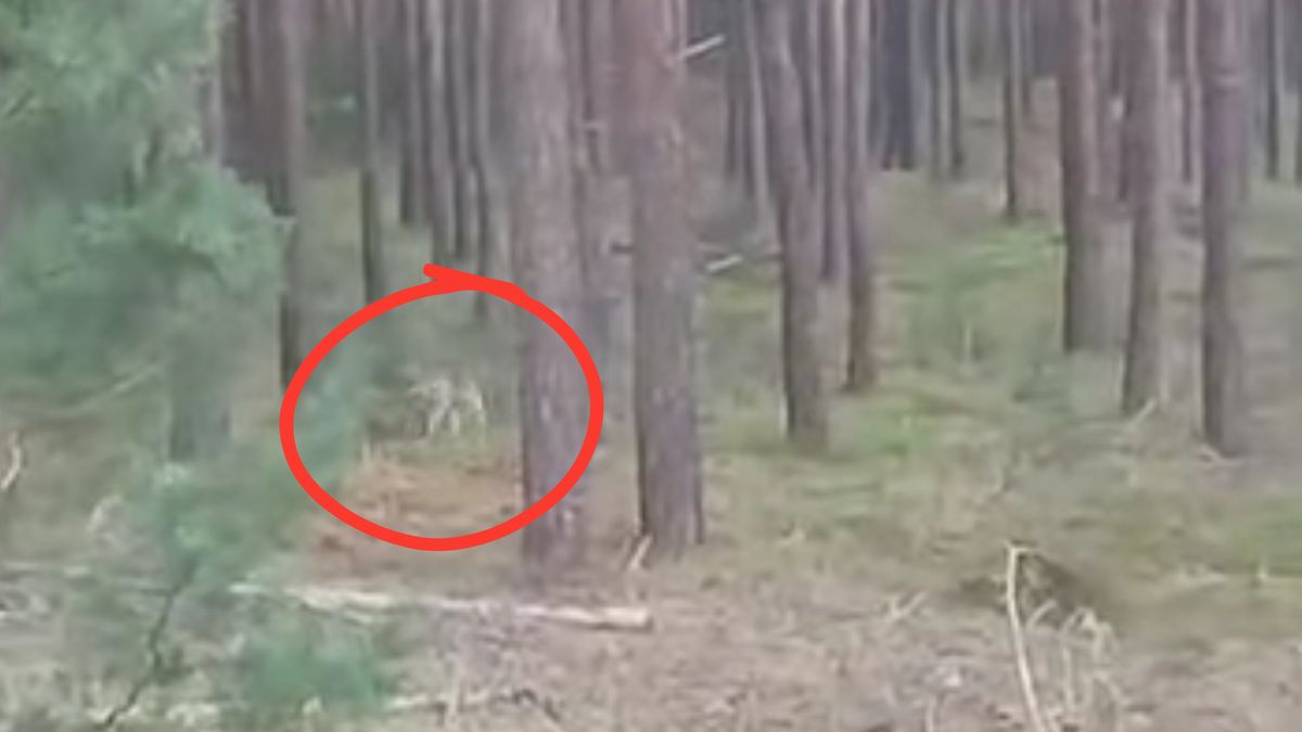 Spotkali go w lesie w biały dzień