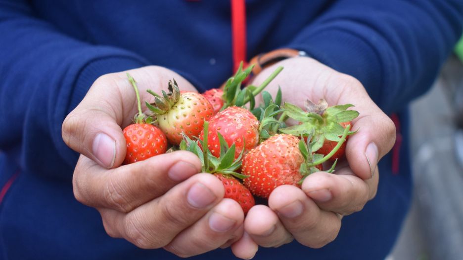 truskawka, truskawki