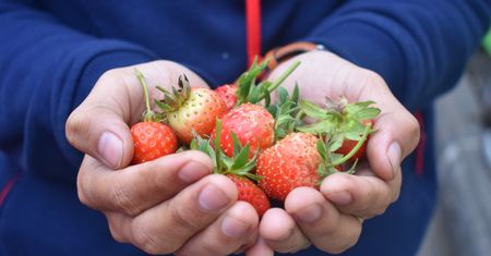 "Polskie truskawki" na bazarze. Ekspert nie zostawia suchej nitki