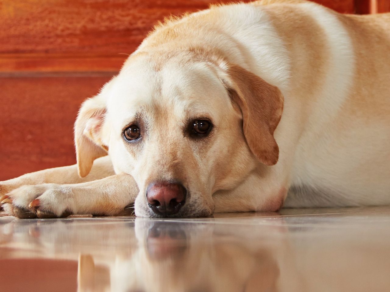 Decoding canine sighs. When a dog's sigh indicates relaxation, irritation or potential health concerns