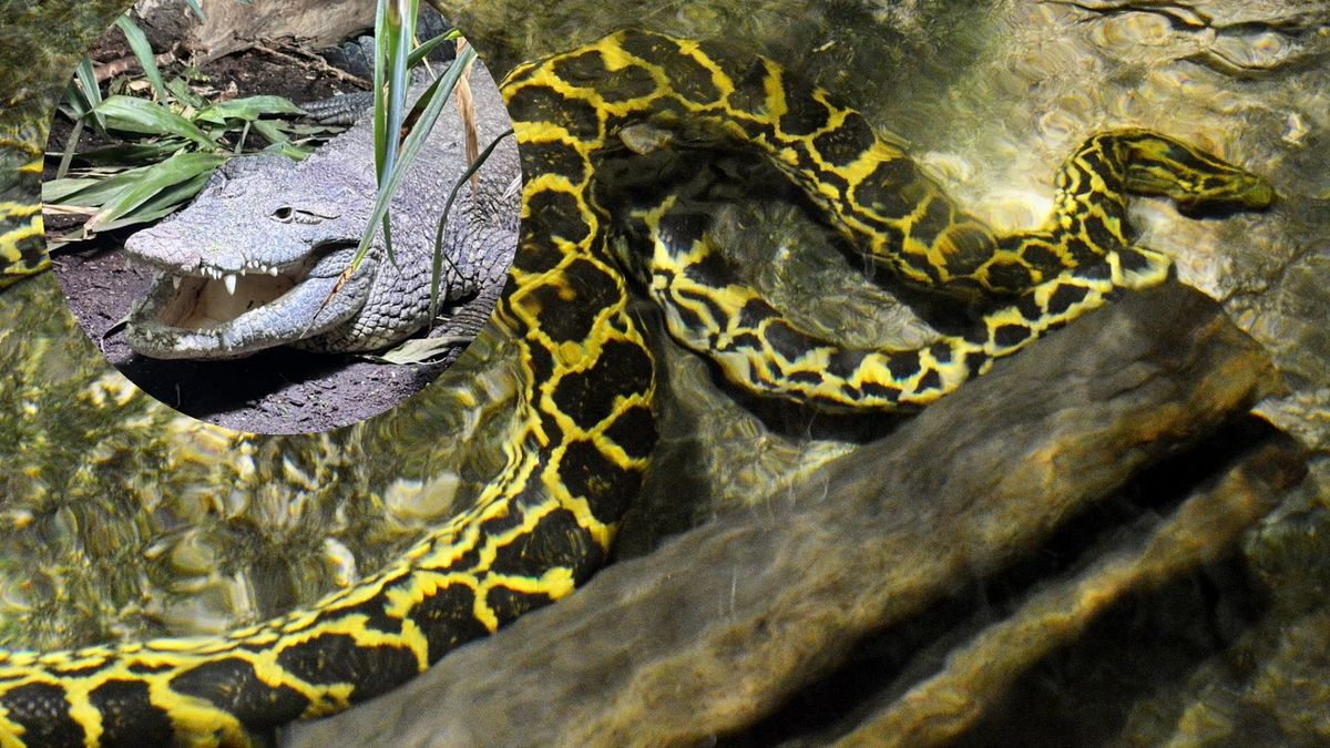 Egzotyczne zwierzęta opanowują północ Niemiec