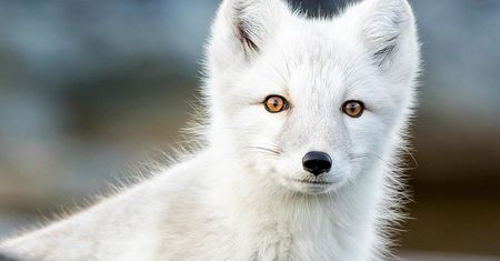 Cierpliwość się opłaca. Dziki lis arktyczny przywitał się z fotografem
