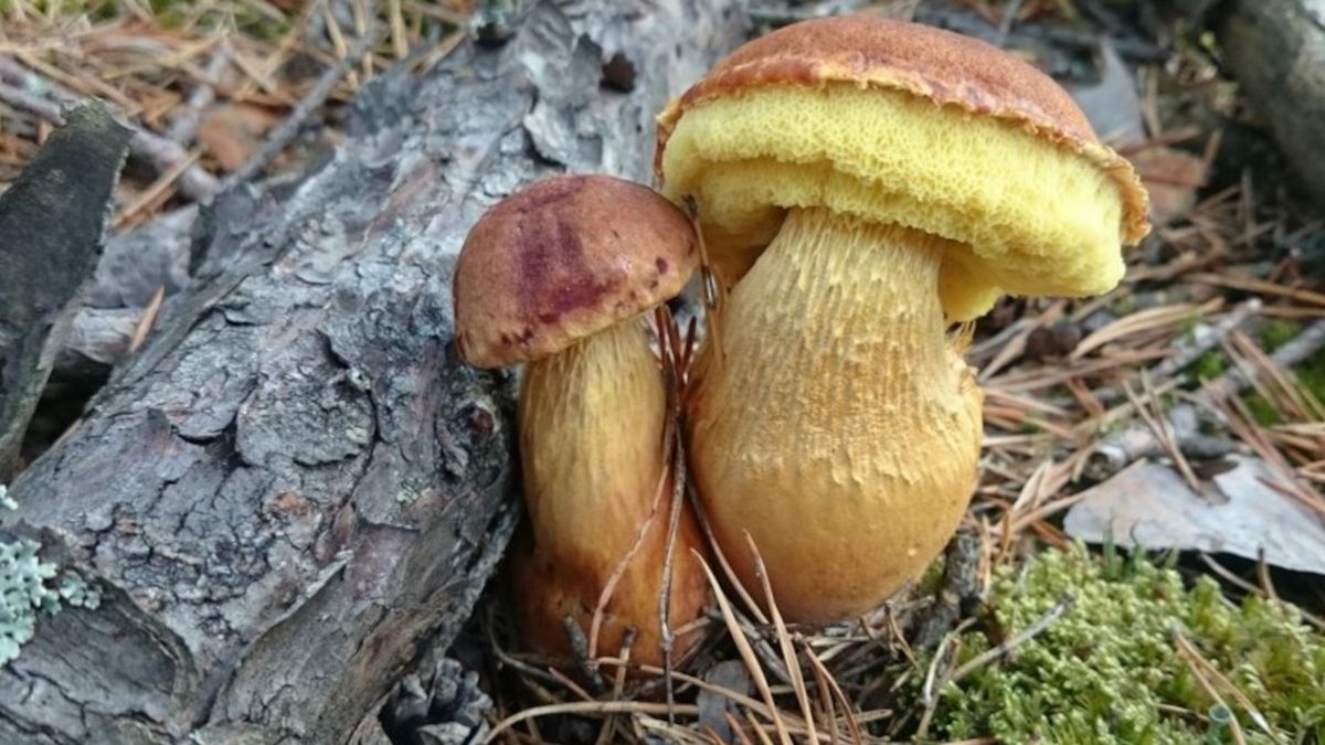 Wysyp borowików amerykańskich w Polsce.