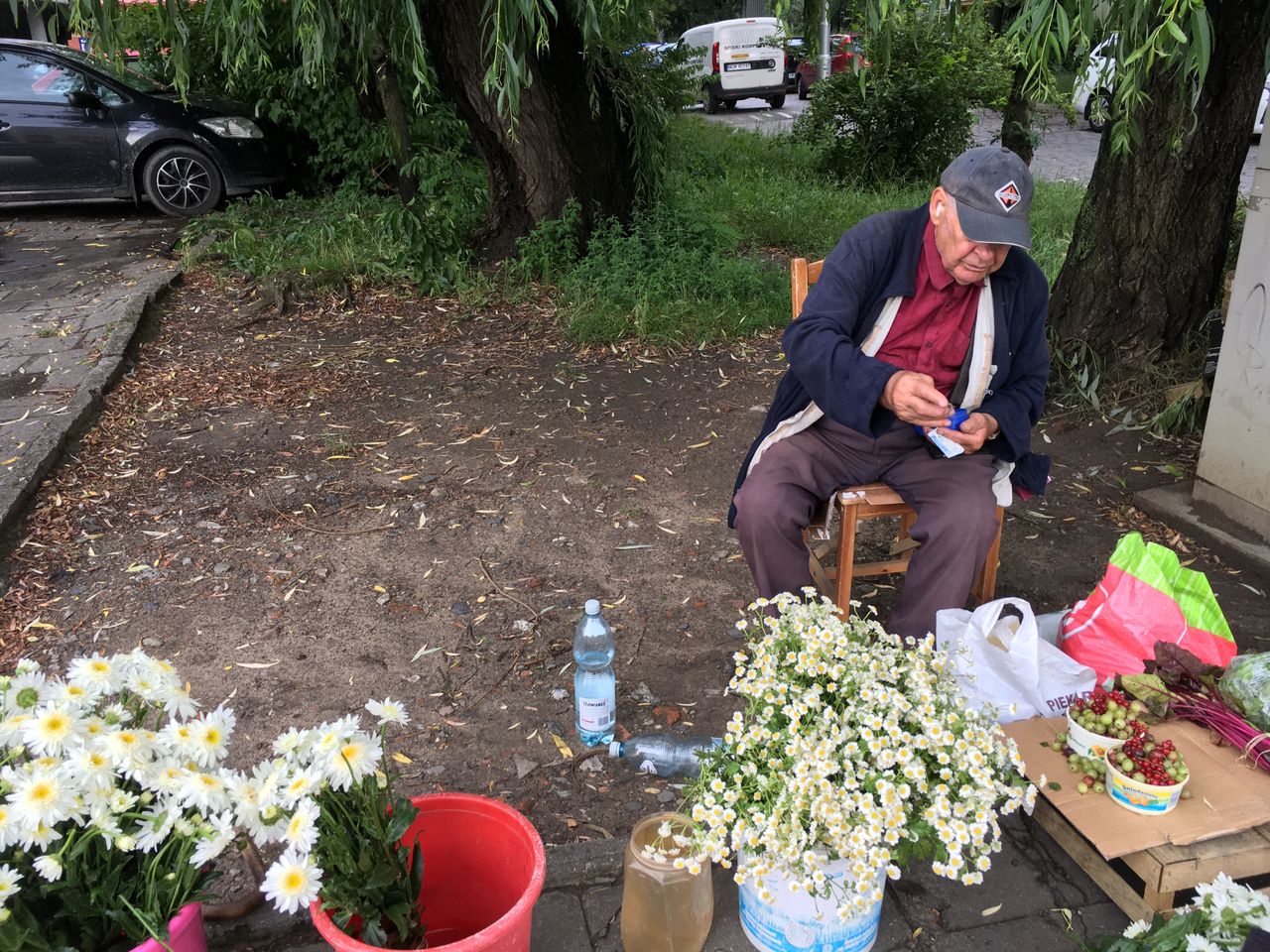 Wrocław. Takiej botwinki w markecie nie znajdziecie. Kupujcie u działkowców
