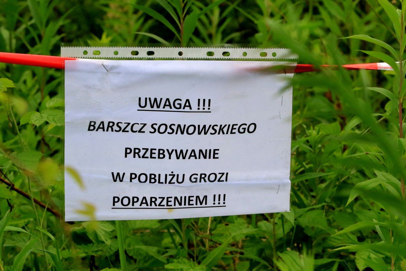 Barszcz Sosnowskiego jest rośliną parzącą. Pochodzi z rodziny baldaszkowatych. Sok, który jest wydzielany z rośliny ma silne właściwości drażniące i jeśli ma kontakt ze skórą może doprowadzić do uczuleń i oparzeń, nawet II i III stopnia z tworzeniem się pęcherzy.