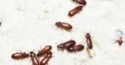 Widzisz takie owady w kuchni? Musisz zadziałać od razu