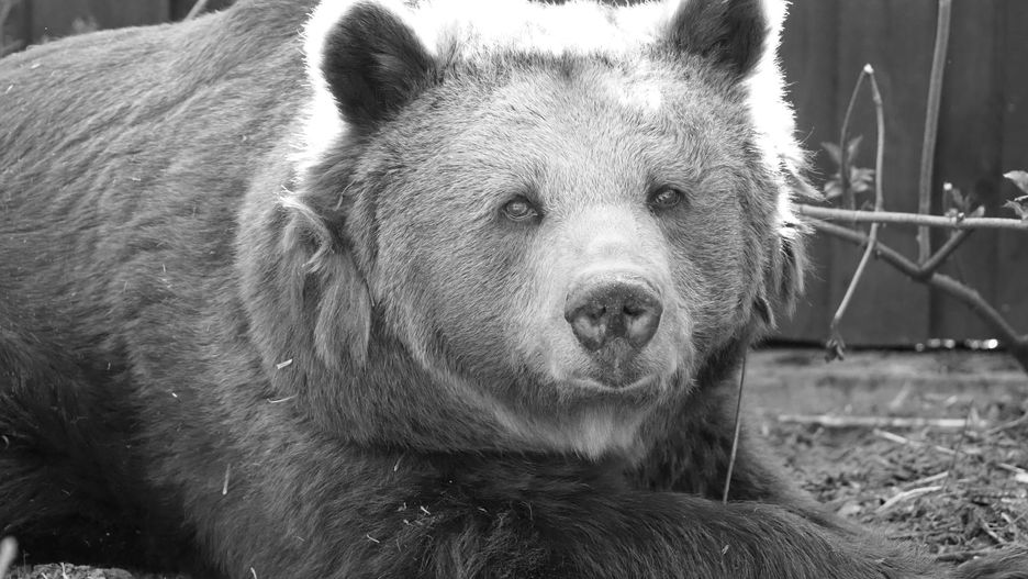 Warszawska celebrytka z zoo, sympatyczna niedźwiedzica  Tatra, dokończyła żywot. Była najbardziej znanym zwierzakiem w stolicy