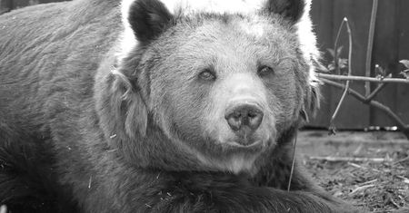 Warszawa. Nie żyje Tatra, niedźwiedzica z zoo
