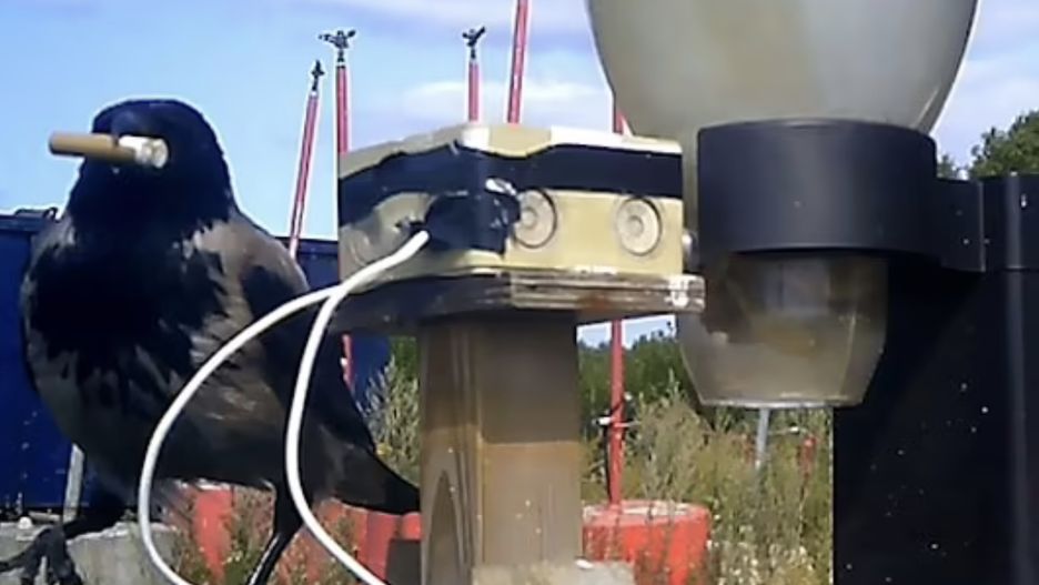 Wrona w akcji. Za chwilę zamieni znalezionego na ulicy peta na smaczną przekąskę. Wystarczy, że wie, jak i gdzie wrzucić odpadek do specjalnej maszyny (Corvid Cleaning)