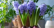 Nie wyrzucaj cebul hiacynta. Podziękujesz sobie