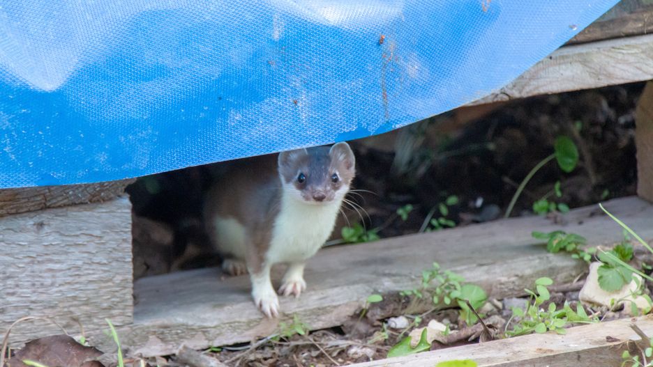 Jak przegonić łasicę?