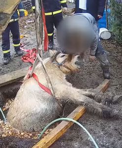 Strażacy uratowali konia, który wpadł do dołu
