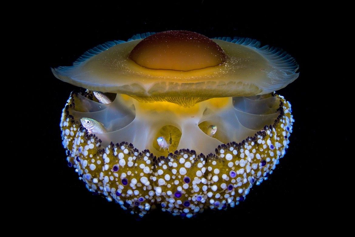 Oto najlepsze zdjęcia przyrodnicze z Europy. Zobaczcie fotografie zwycięzców konkursu GDT European Wildlife Photographer of the Year 2017 16