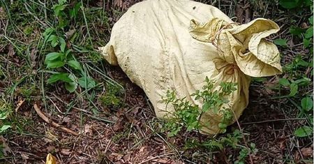 Kobieta szła lasem w Wielkopolsce. Zawartość worków nią wstrząsnęła