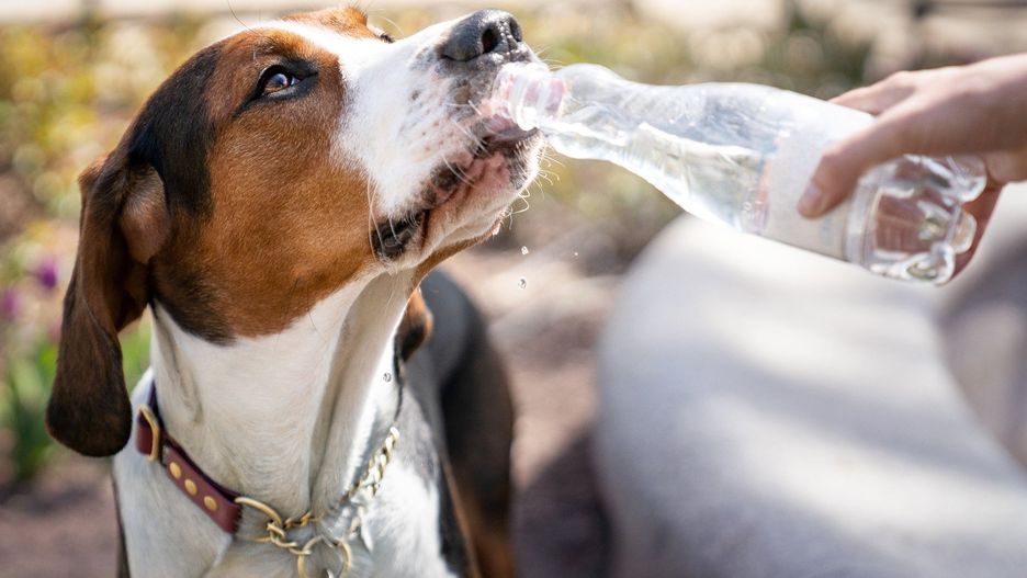 Dog drinking water from a bottle