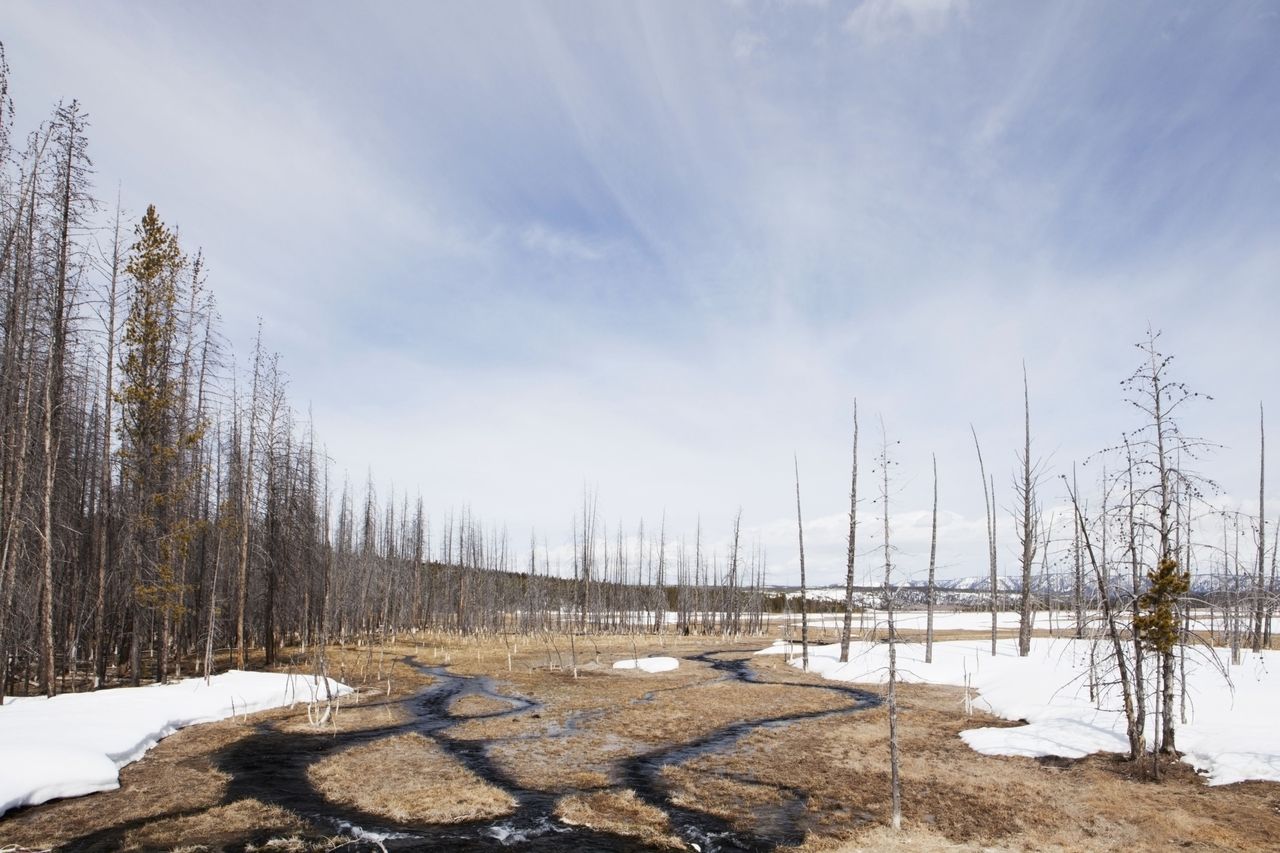 Tajemnice Parku Yellowstone. Topniejący lód odsłonił pradawny las