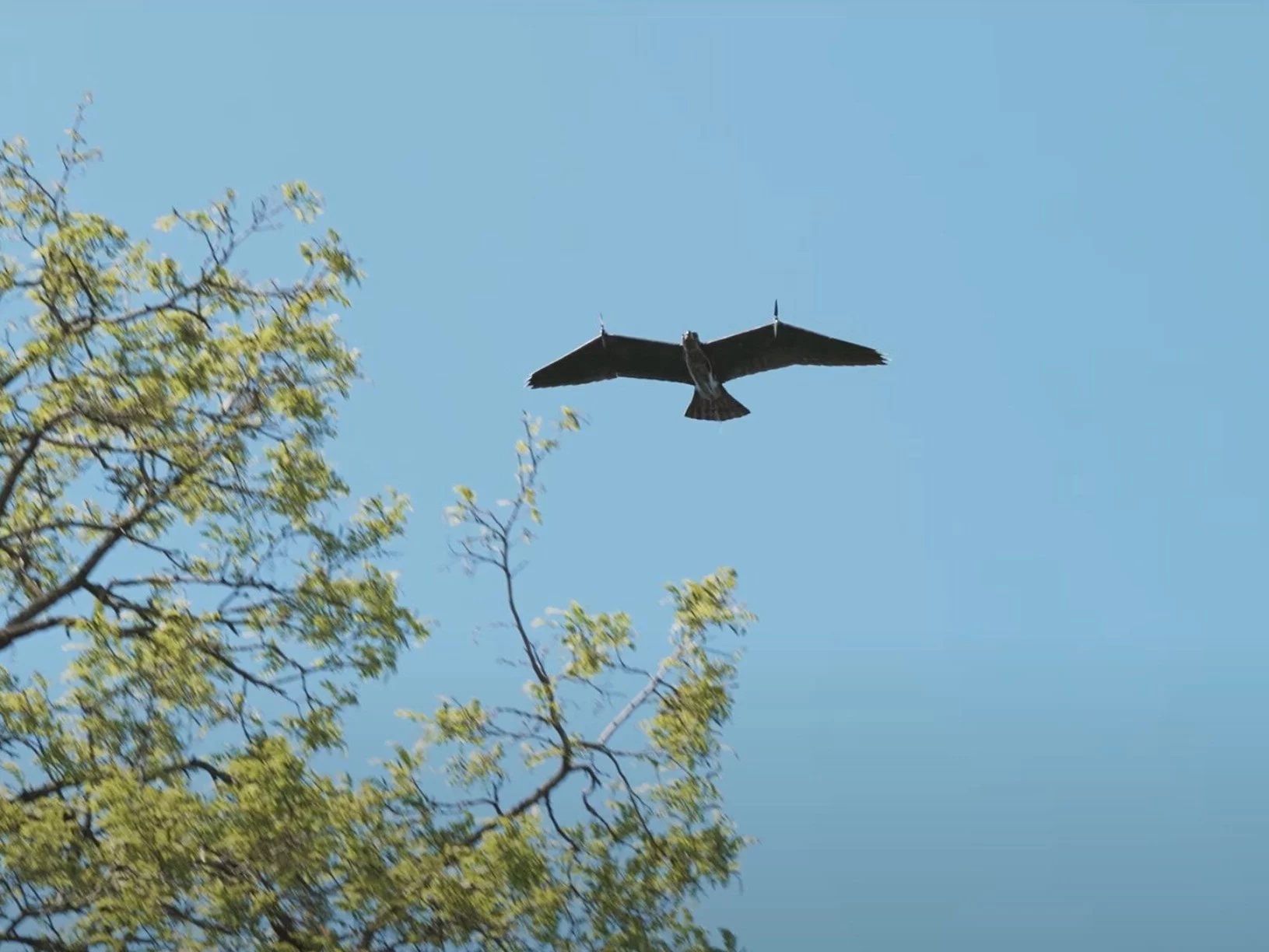 Dron Evolution Eagle