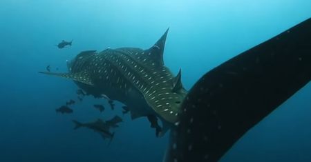 Megalodon miał 16 metrów długości. Naukowcy ustalili rozmiary giganta